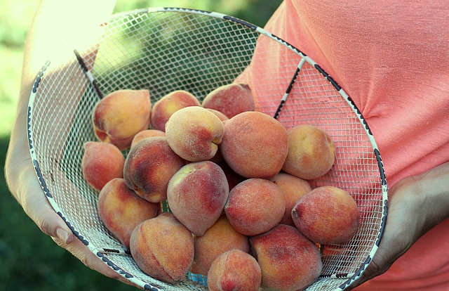 peaches for sangria recipes