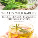 what is wild garlic