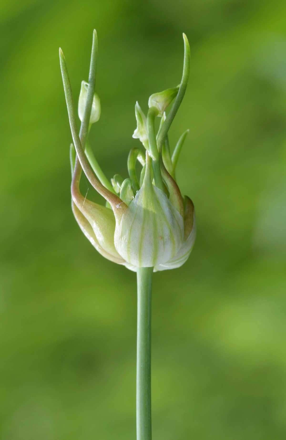 stem and blooming allium ursinum plant forming a flower