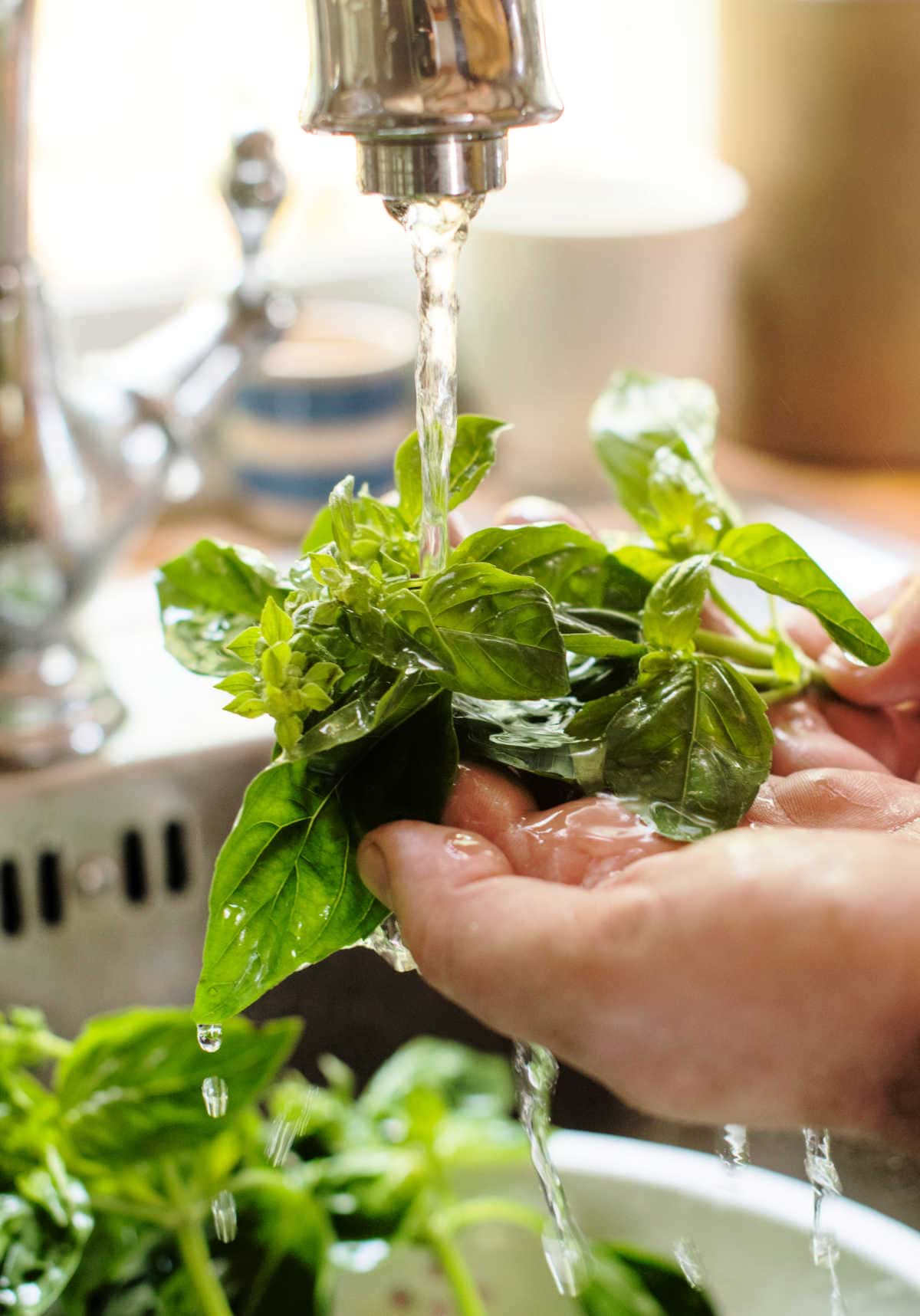 washing basil leaves in the sink with water