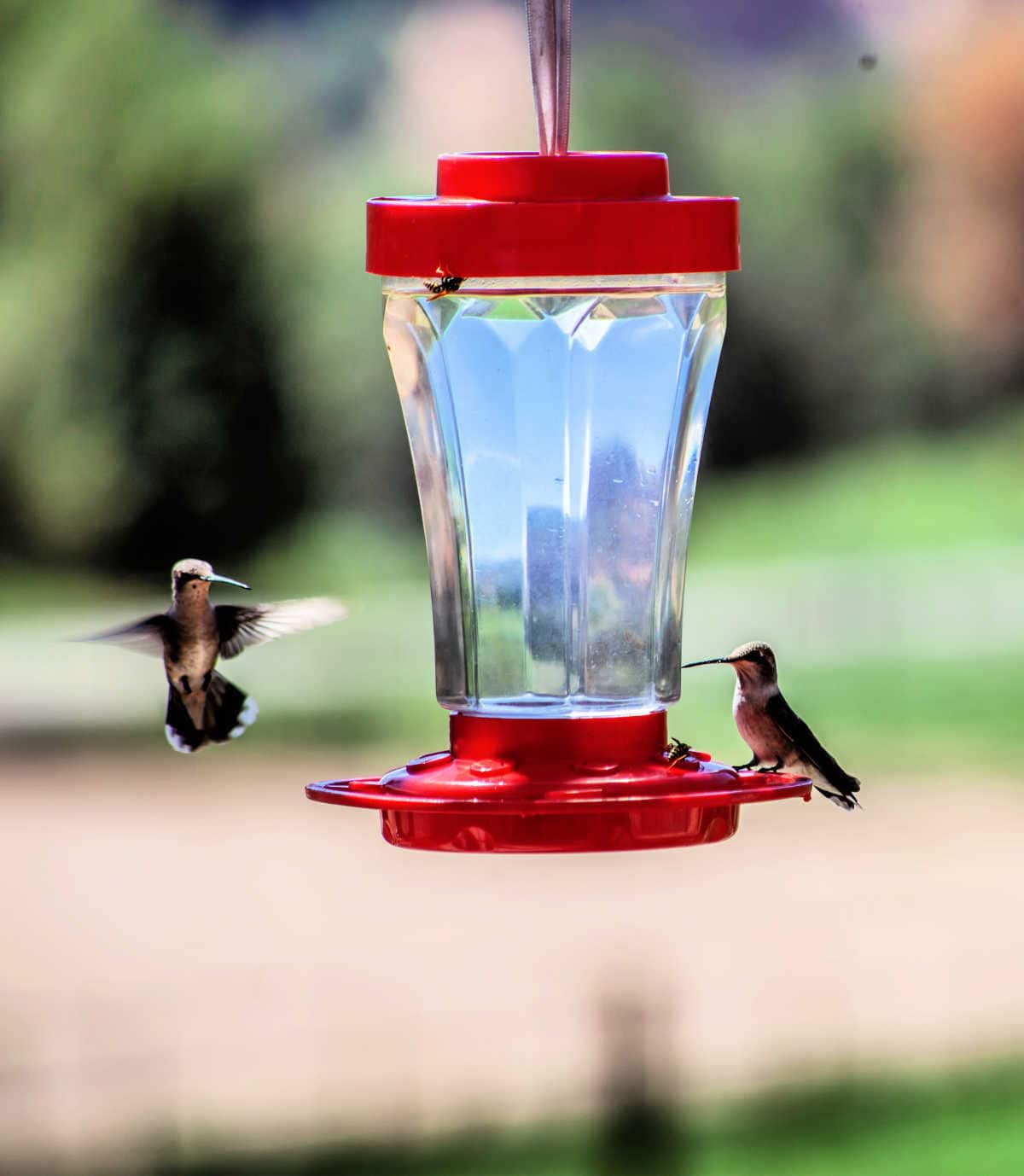 hummingbirds eating homemade sugar water nectar out of a hummingbird feeder