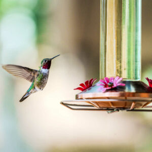homemade hummingbird food recipe in a feeder with hummingbird fluttering next to it