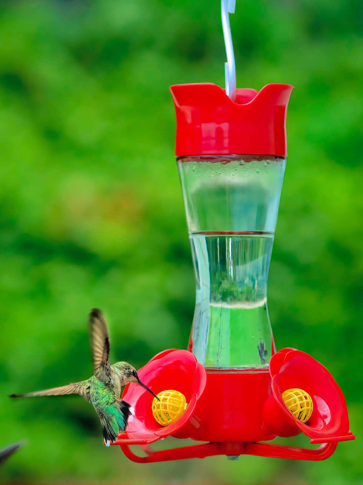 hummingbird feeding nectar at a feeder