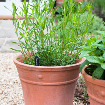 fresh tarragon herb plant in a planter
