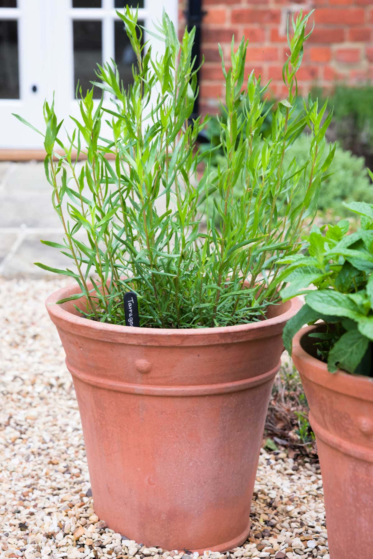 fresh tarragon herb plant in a planter