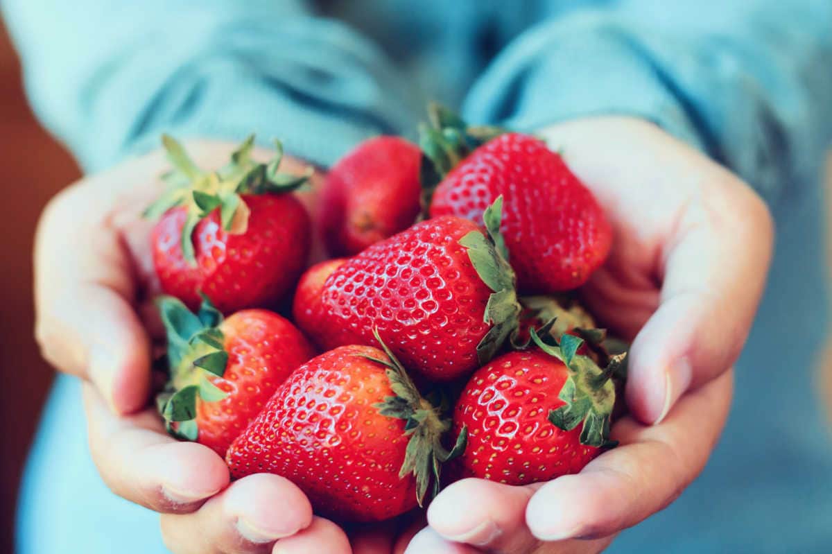 Hands Holding Fresh Red Strawberry Fruit