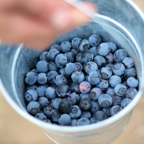 Blue fruit in a pail.