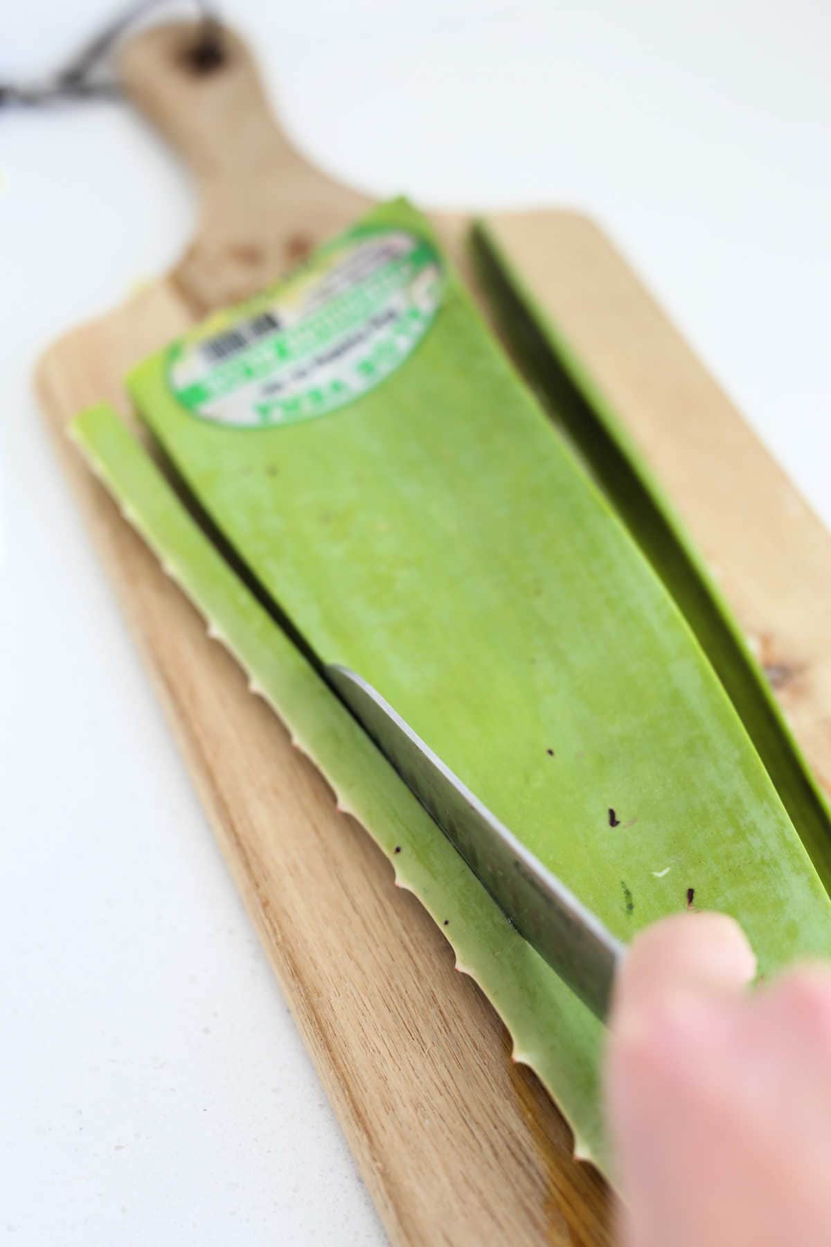 Knife cutting the spikes off of an aloe leaf.
